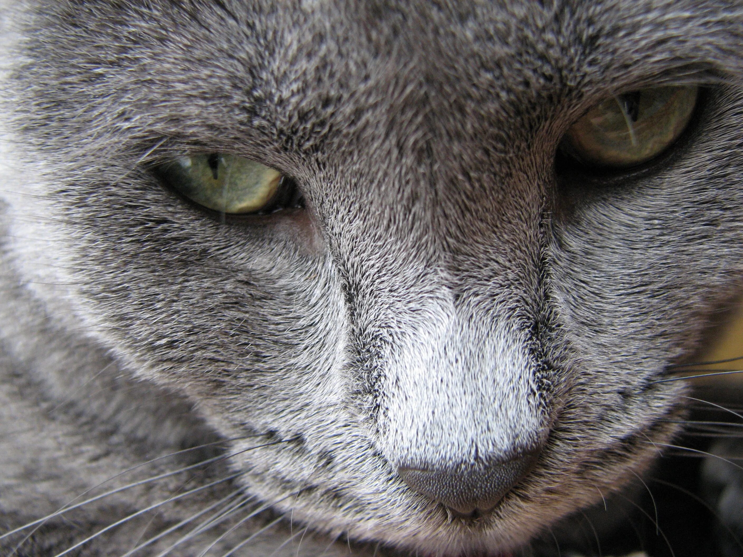 Игра серый кот. Кошачья мордочка серый. Серая кошка морда. Серая кошка Живая. Большая серая кошка.