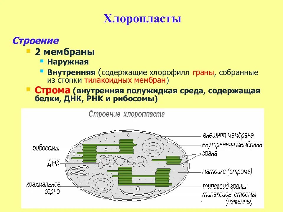 Органоид хлоропласт строение. Хлоропласты растительной клетки строение и функции. Структура органоидов хлоропласт. Строение хлоропласта Строма. Наследственная информация растительной клетки