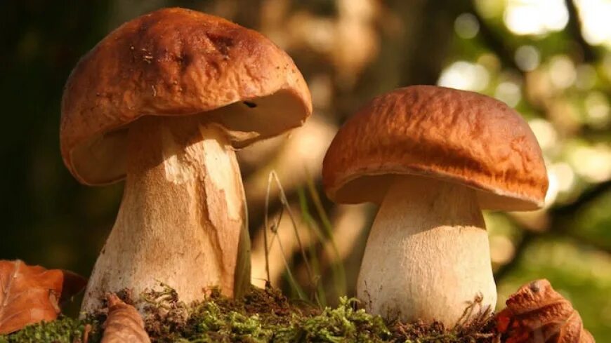 Filip Eremita photographie les Champignons Stuffed mushrooms, Mushroom images, F