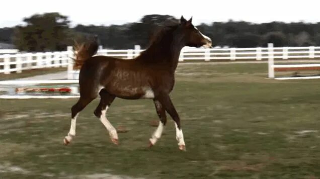 Лошадь анимация. Horse gif. Лошадь бежит. Лошадь в движении. Лошадь бежит.