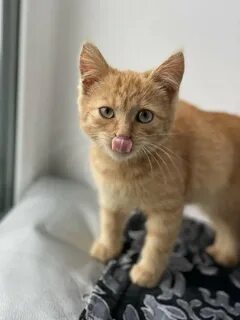 Котик младший