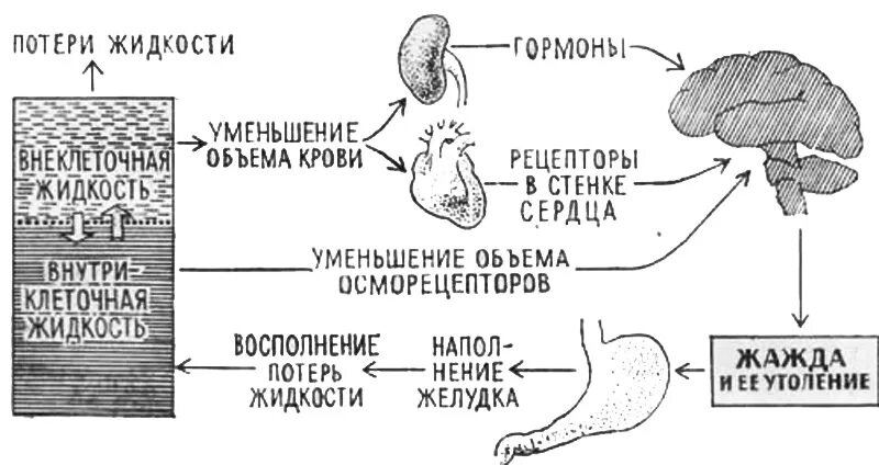 Регуляции водно солевого обмена в организме человека. Схема регуляции водно солевого обмена в организме. Водно солевой баланс схема. Водно-солевой баланс в организме биохимия. Регуляция водно-электролитного баланса в организме.