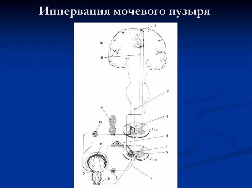 Центр симпатической иннервации мочевого пузыря. Вегетативная иннервация мочевого пузыря. Иннервация мочевого пузыря схема. Схема вегетативной иннервации мочевого пузыря. Рефлекторный мочевой