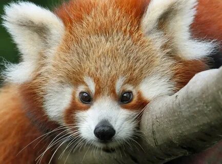 Red panda