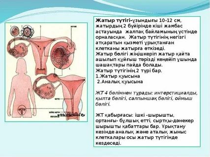 Қыздың жыныстық қатынас кезіндегі қимылдары