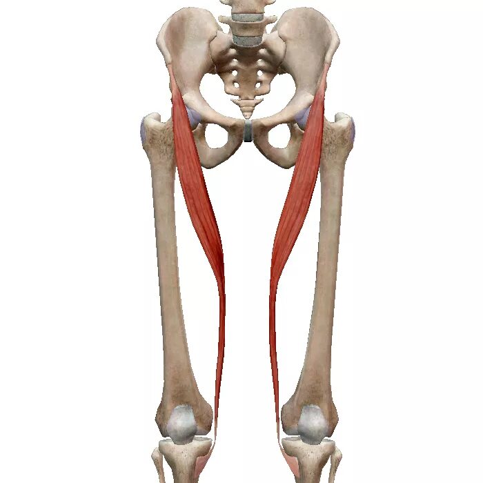 M sartorius мышца. Sartorius мышца. Musculus sartorius перевод. Tractus iliotibialis. Sartorius мышца.