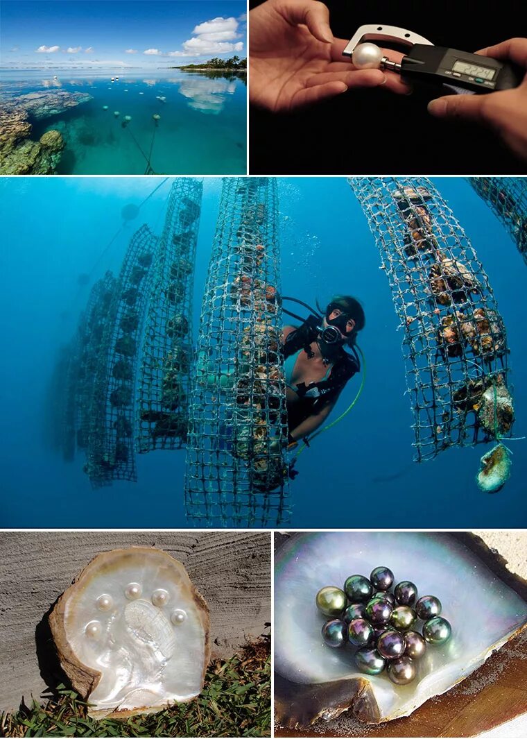 Добыча жемчуга. Речные моллюски жемчуг. Речной жемчуг добыча. Настоящая жемчужина в раковине. Как собирают жемчуг.