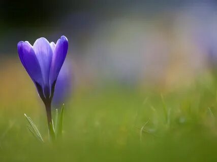 Flowers full