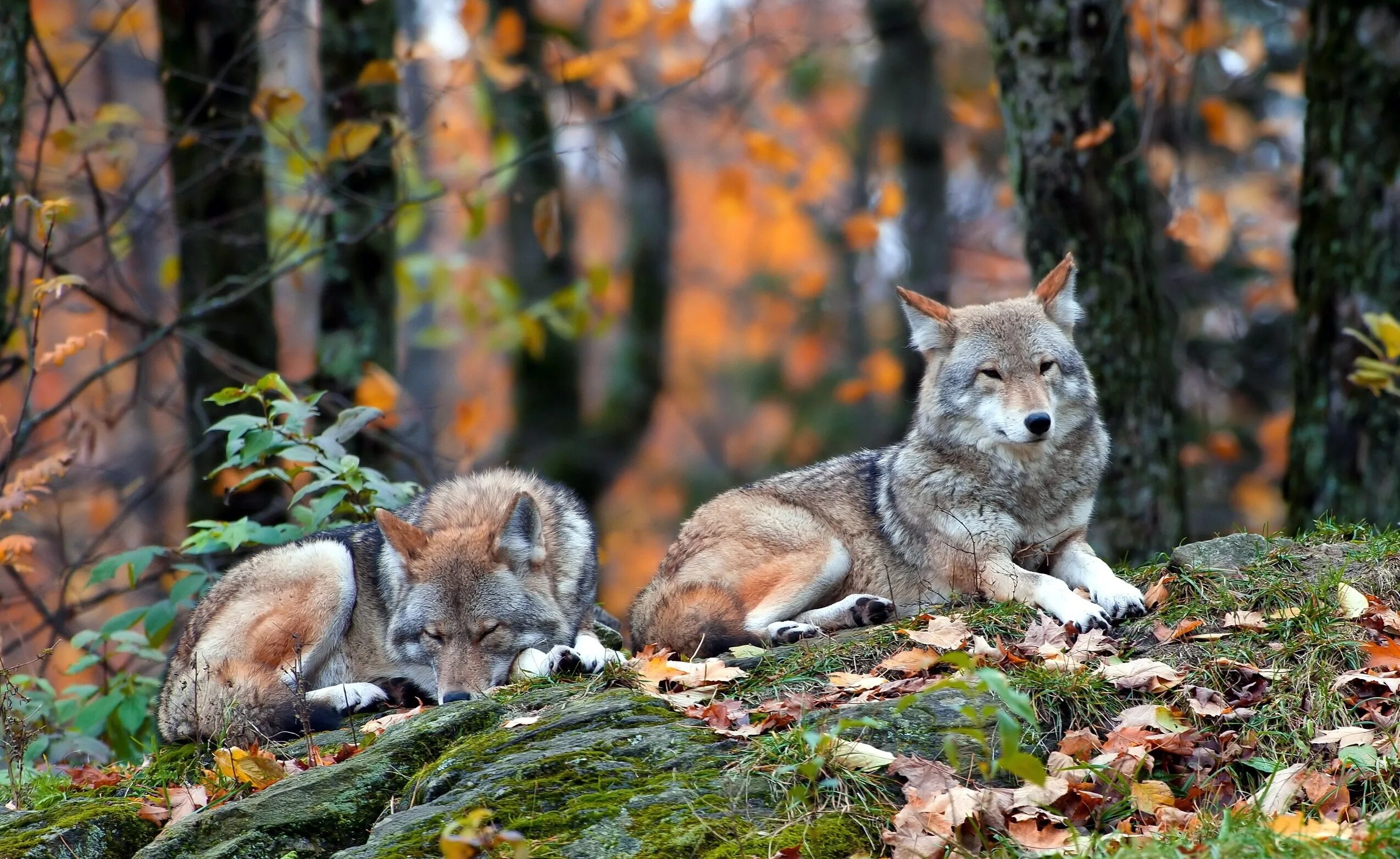 животные леса. лесные обитатели. дикая жизнь в лесу. парк джаспер стая волков. бурый медведь таганай.