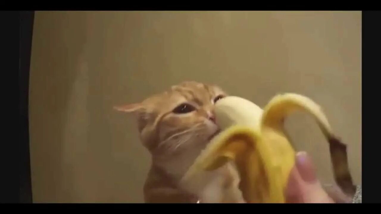 Кот с бананом на голове. Кот ест банан. Кот банан видео. Кошка ест банан. Кот банан.