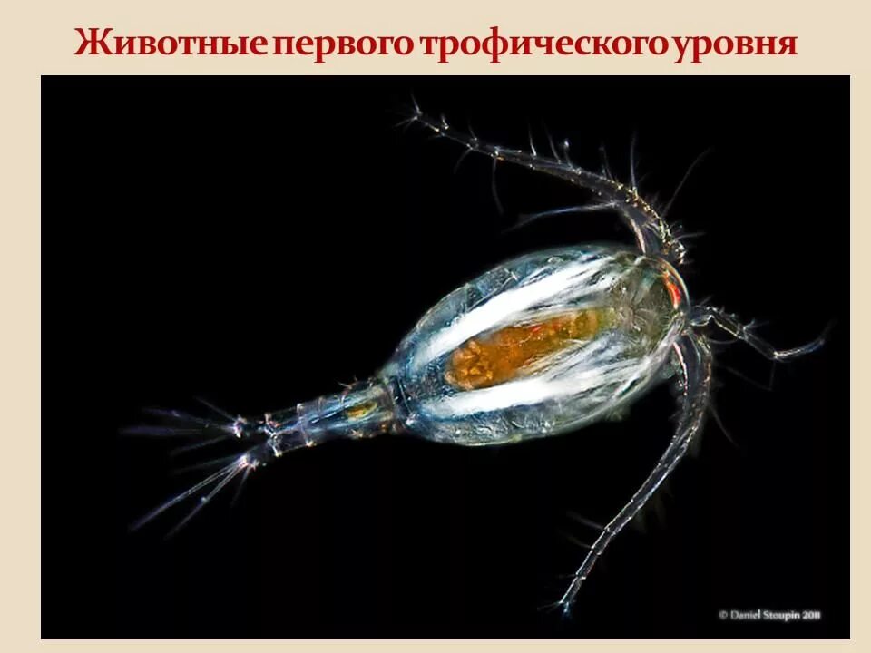 Циклоп зоопланктон. Веслоногий рачок Циклоп. Зоопланктоны ракообразные. Отряд Copepoda – веслоногие.