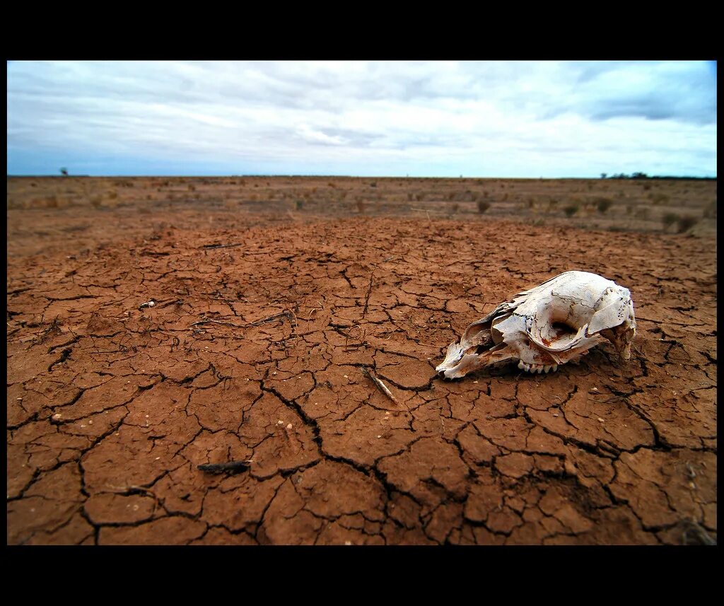 Засуха животные. Засуха в степи. Природные катастрофы засуха.