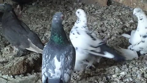 Голуби бучеловский