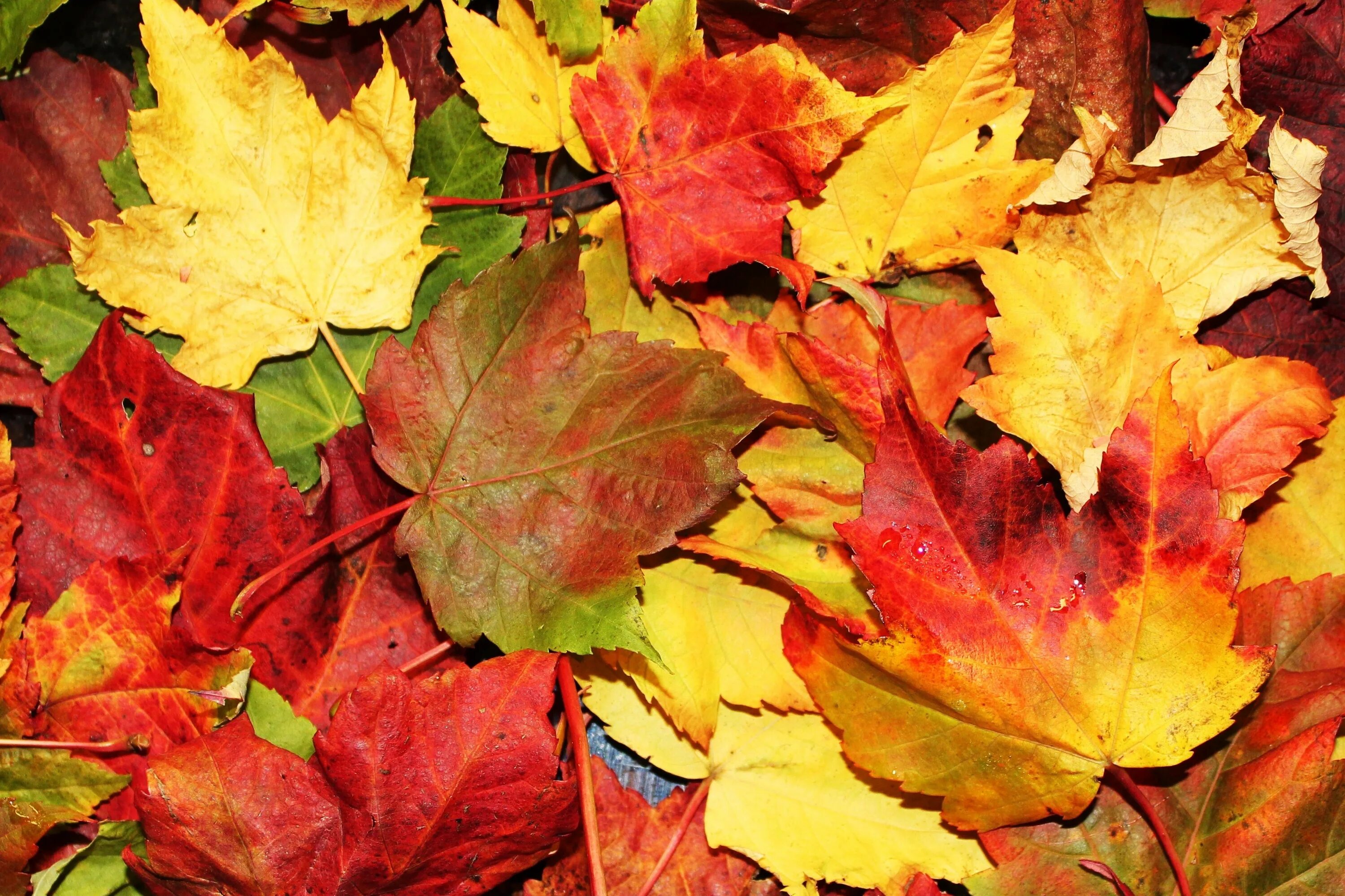 Разноцветные листья. Октябрь листья. Цвета осенних листьев. Опавшие листья.