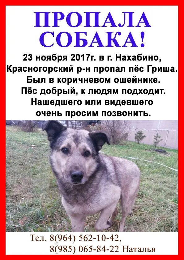 Объявление о пропаже собаки образец. Объявление о пропаже собаки. объявление о пропаже соб. объявление пропала собака. обьявлениео пропаже собаки.