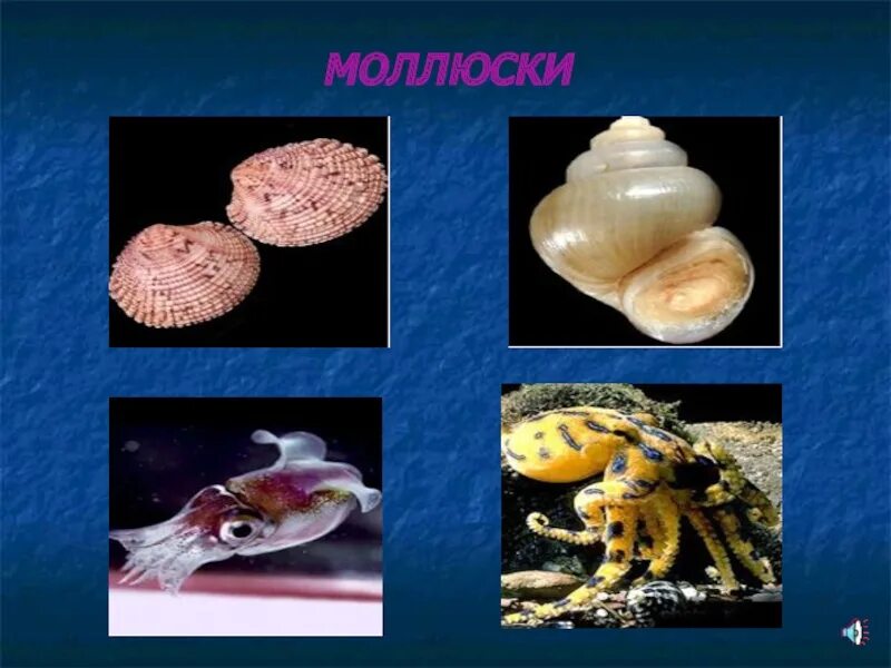 Малакология — наука о моллюсках,. Слово моллюск. Малакология картинки. Что такое малакология в биологии 7 класс.