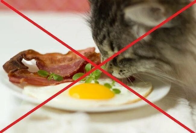 Кошка ест яичницу. Кот ест яйца вареные. Яичница котенок. Кошке можно давать яйцо