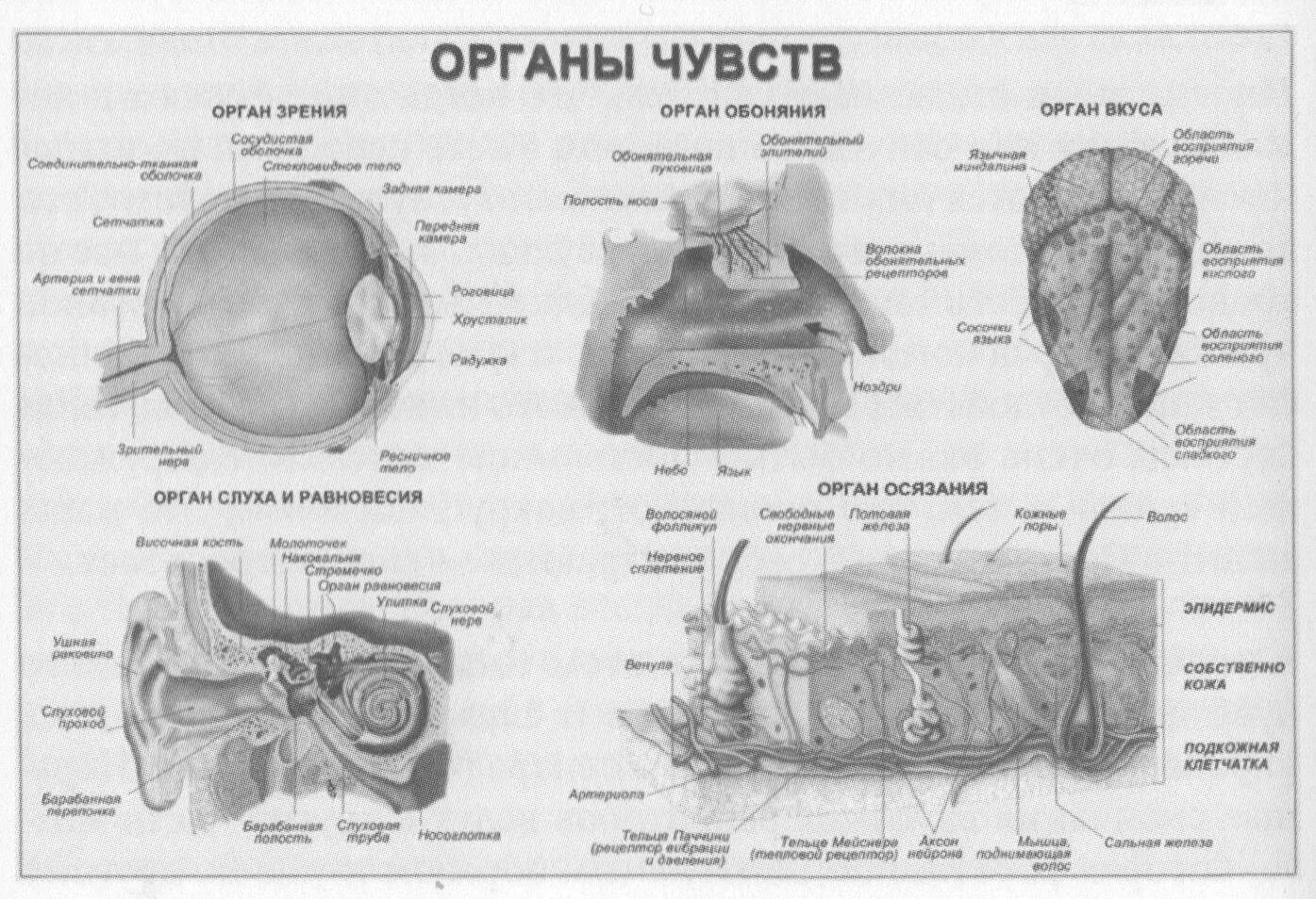 Органы чувств редуцированы. Органы чувств редуцированы. Органы чувств ленточных червей. Органы чувств редуцированы. Органы чувств доклад.