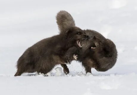 British wildlife photography awards 2024