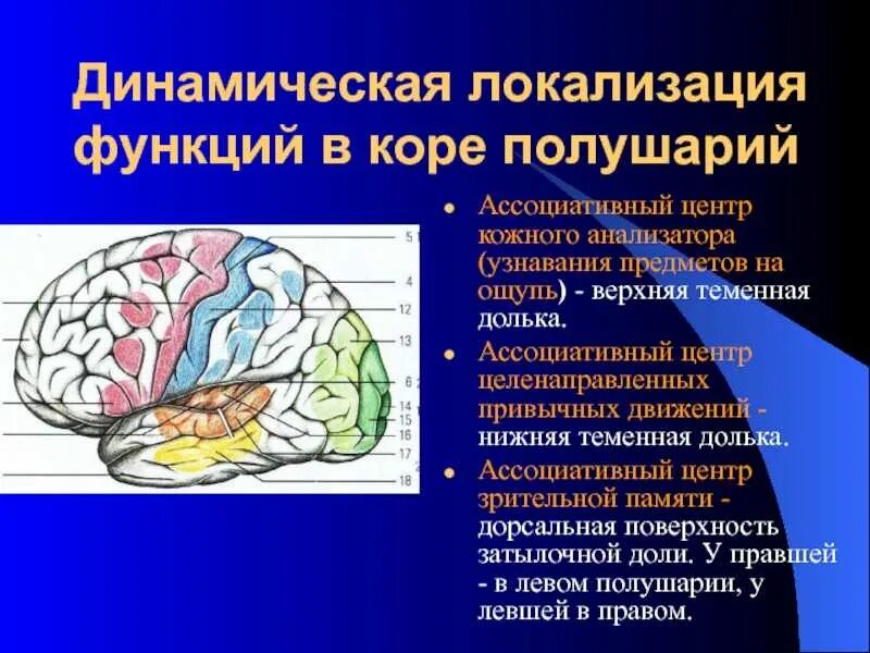 Ассоциативные зоны коры мозга. Зоны коры головного мозга локализация функций. Проекционные и ассоциативные центры коры больших полушарий. Центры анализаторов в коре головного мозга таблица. Ассоциативная зона коры головного мозга.