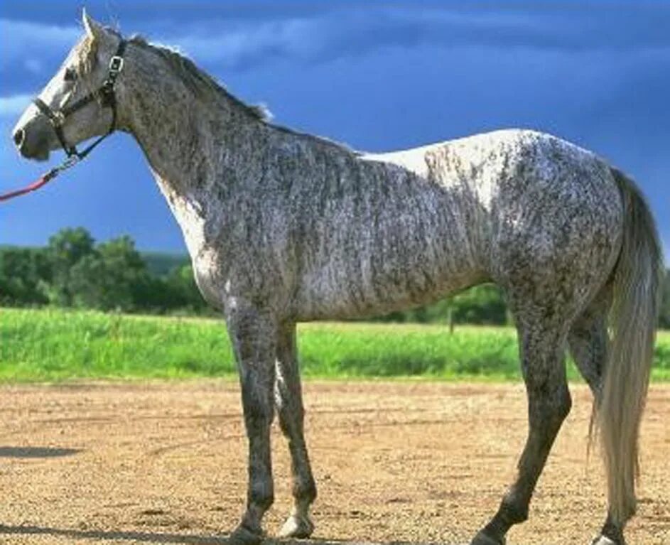 Roan Arabian Turnierpferde, Pferderassen, Hübsche pferde