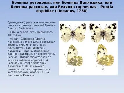Тип развития капустной белянки
