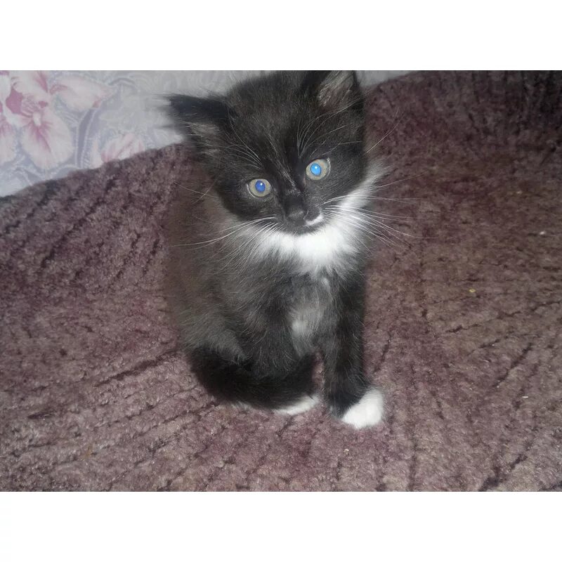Котенок с белыми носочками. Котята черно белые даром в хорошие руки. Котенок дар в хорошие руки. Забрать в хорошие руки котенка