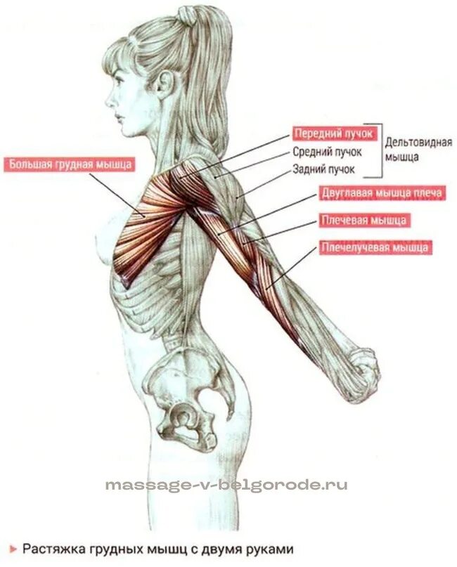 Передние пучки дельтовидных. Растяжка передней дельтовидной мышцы. Растяжка грудных мышц упражнения. Растяжка мышц грудной клетки. Стретчинг грудных и дельтовидных мышц.
