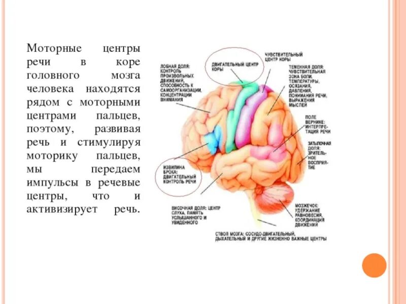 Центр речи в мозге человека. Центры моторики движения в коре головного мозга. Мелкая моторика и речь взаимосвязь. Мелкая моторика и мозг. Мелкая моторика зона мозга.