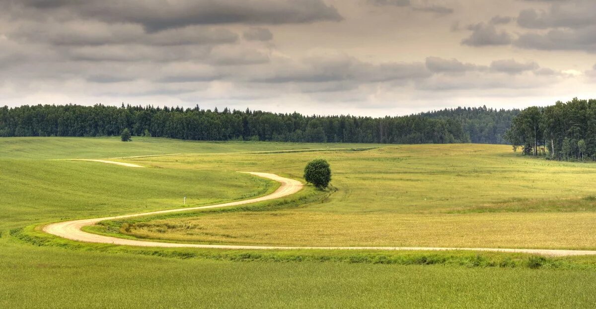 Вдали лесной. Пейзаж вдали. Лес вдалеке. Поле с лесом. Поле лес.