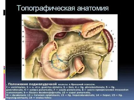 Железы брюшной полости