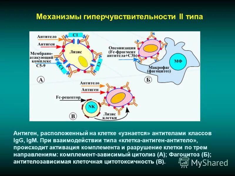 Клеточные антигены