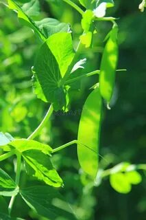 Pisum sativum pea