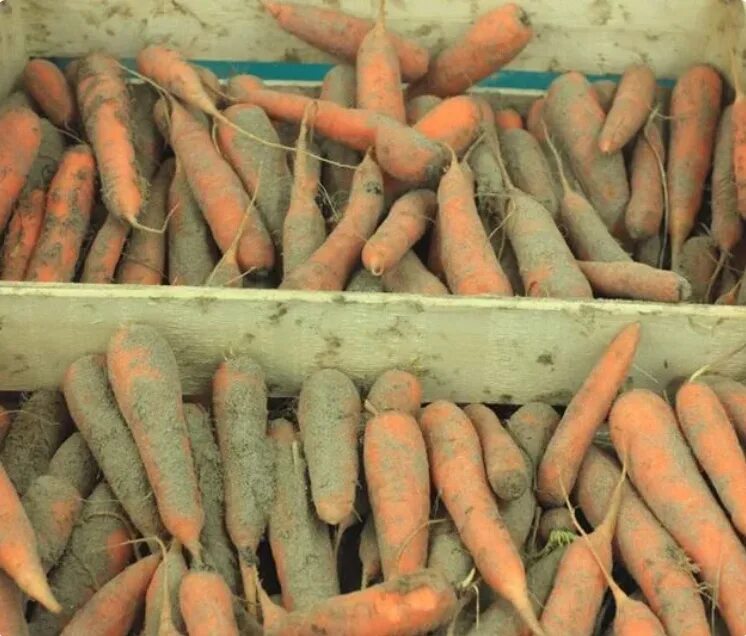 Как хранить свеклу в домашних условиях. Морковь Нандрин. Хранение моркови. Хранение корнеплодов. Морковь в погребе.