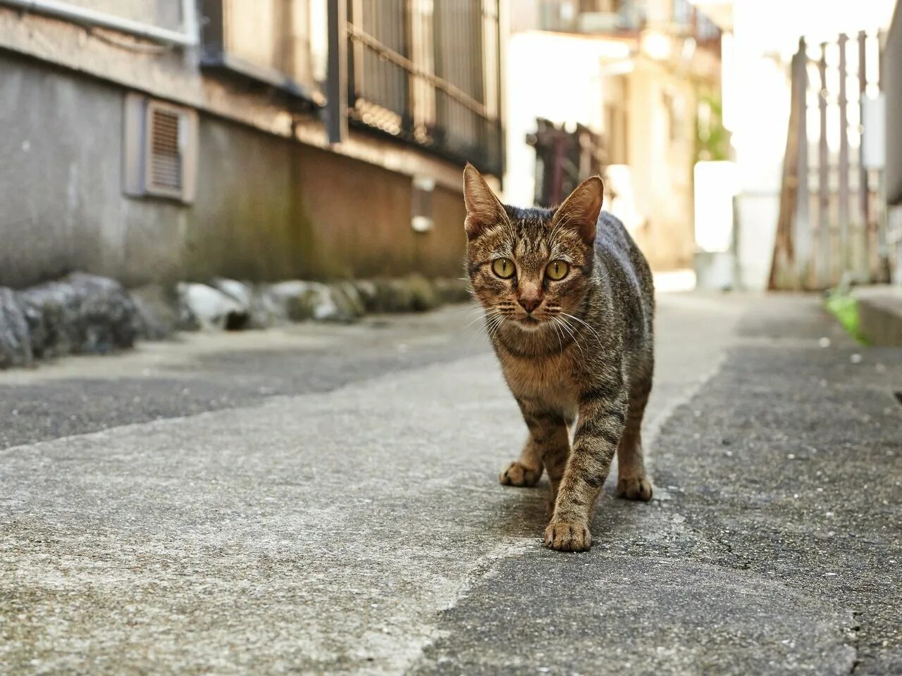 Звуки гуляющих котов. Уличный кот. Кошка на улице. Уличная кошка. Дворовые коты.