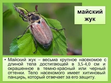 Организмы майский жук