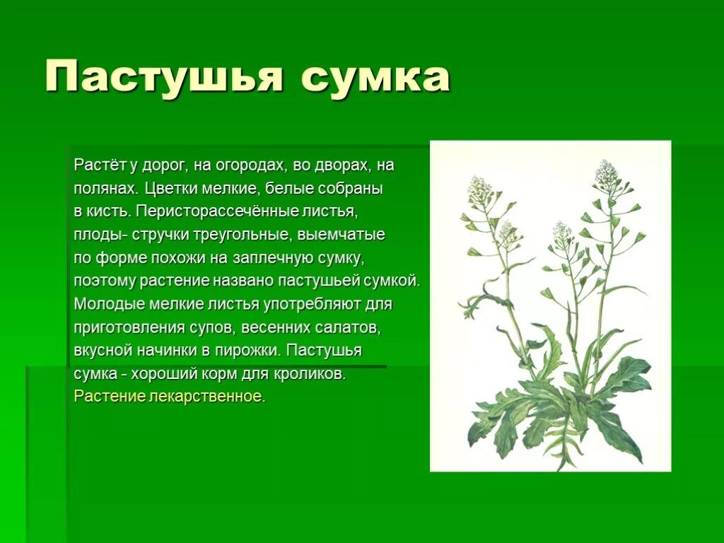 па стушья сушка лечебное растение. пастушья сумка лекарственное растение описание. пастушья сумка систематика. пастушья сумка класс. пастушья сумка класс.