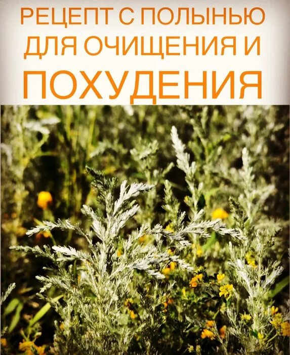 Полынь божье дерево аллергия. Пыльца полыни. Перекрестные аллергены полынь обыкновенная. Амброзия полыннолистная лист. Амброзия растение цветы.