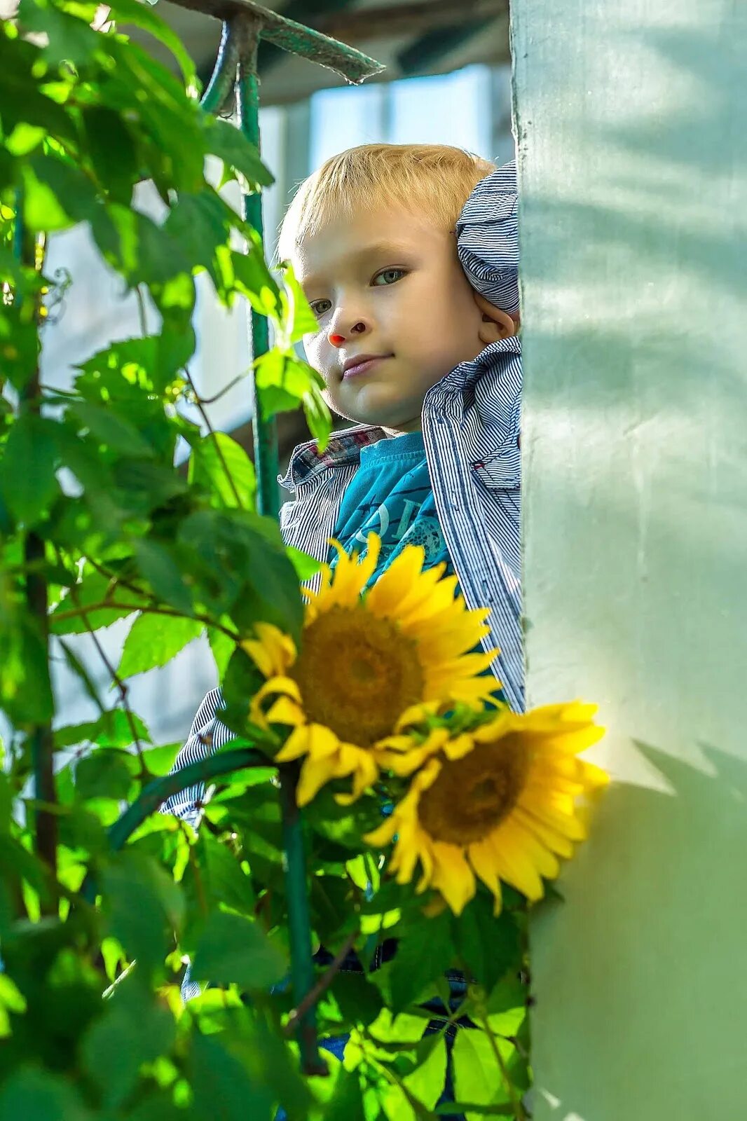 Подсолнухи осколки солнечного дня. Подсолнухи осколки солнечного. осколки солнечного дня. стихи подсолнухи осколки солнечного. стихи подсолнухи осколки солнечного дня.