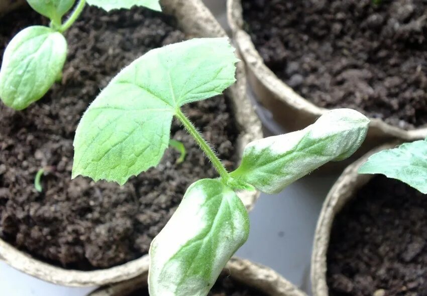 Хлороз рассады перцев. Жухнет рассада огурцов. Стрик рассады томатов. Курчавость рассады огурцов. Оэдема стебля рассады томатов.