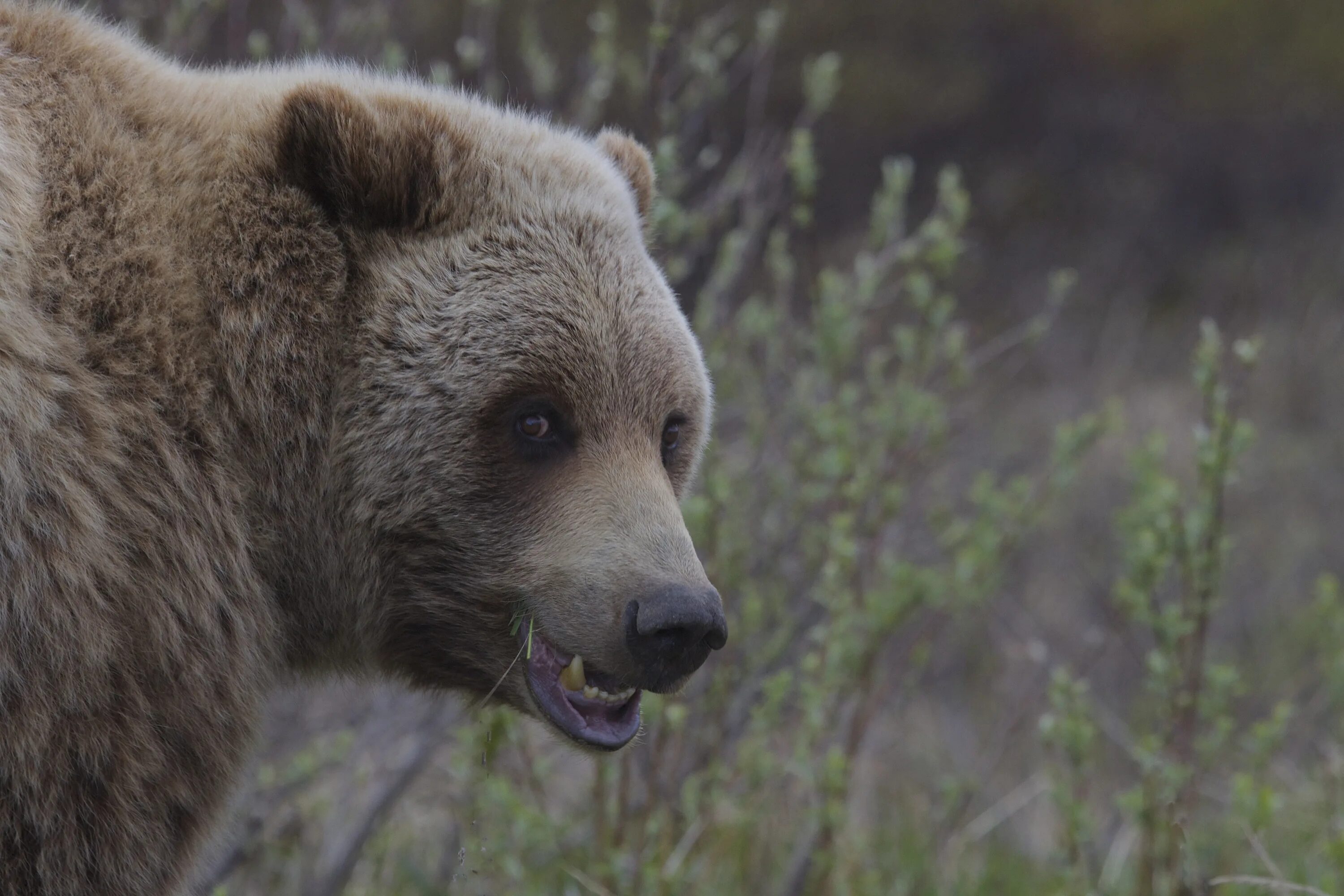 Медведь Гризли. Ursus arctos. Ursus arctos arctos. Медведь в тайге. Бурый медведь тело