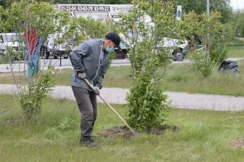 Для озеленения города привезли 920 саженцев