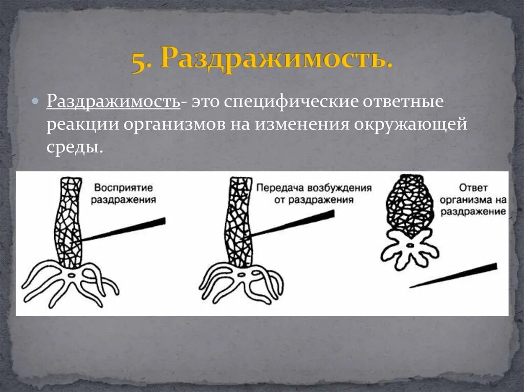 Раздражимость это ответная реакция организма. Ответная реакция организма на изменения окружающей среды. Воспринимать раздражителей окружающей среды. Ответная реакция организма на воздействие раздражителей