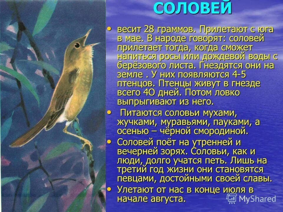 Анализ стиха песня соловья. Соловей Перелетная птица описание. Доклад про соловья. Соловей характеристика. Рассказ про соловья.