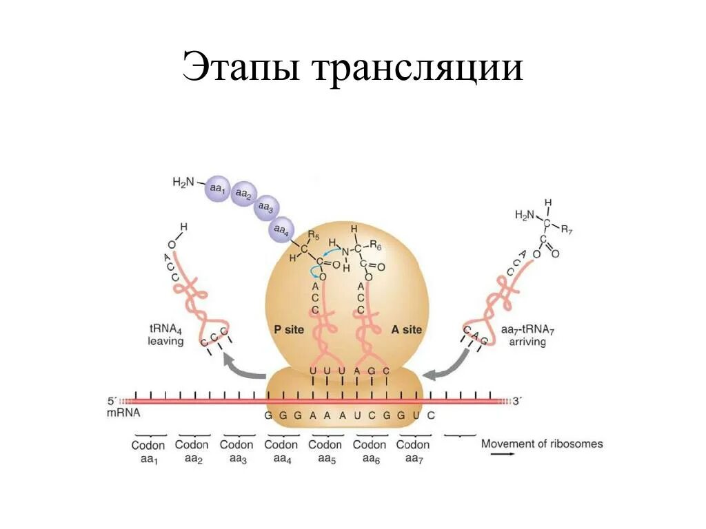 Этапы трансляции. Трансляция биология этапы. Основные фазы трансляции. Характеристика этапов трансляции.