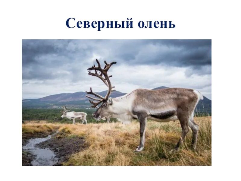 Животные из красной книги северный олень. Северное животное из красной книги. Северное животное из красной книги. Северный олень красная книга хмао. Северный олень красная книга республики коми.