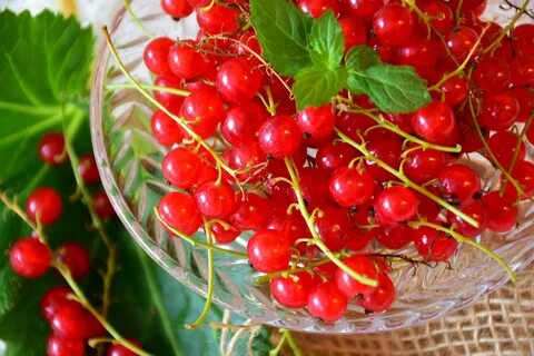 Ягоды красной смородины