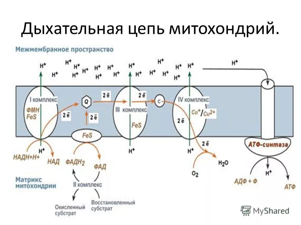 Установите последовательность этапов окисления молекул. Схема структурной организации дыхательной цепи. Дыхательная цепь митохондрий схема. Схема структура дыхательной цепи митохондрий. Биохимия образование АТФ В дыхательной цепи.