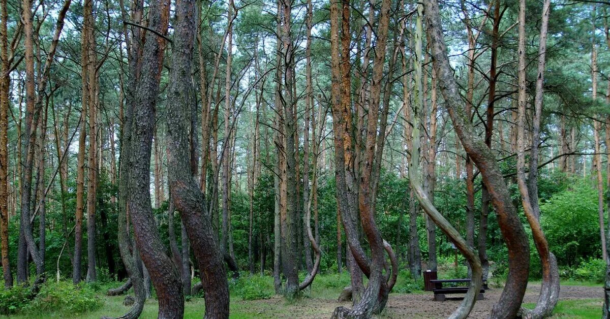 Изгиб ствола. Кривой лес Грыфино Польша. Кривой лес (Crooked Forest) Польша. Дерево с изогнутым стволом. Дерево с изгибом.