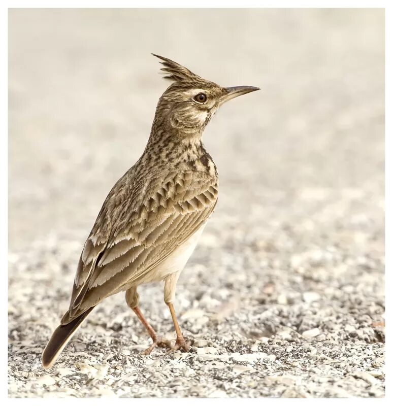 птица с хохолком размером с воробья. зимняя птица коричневая. хохлатая пичуга. птица воробей с хохолком. птичка воробей с хохолком.